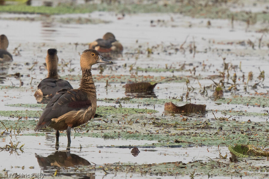 Lesser Whistling Duck