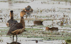 Lesser Whistling Duck