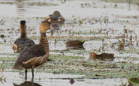 Dendrocygne siffleur