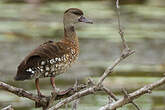 Dendrocygne tacheté