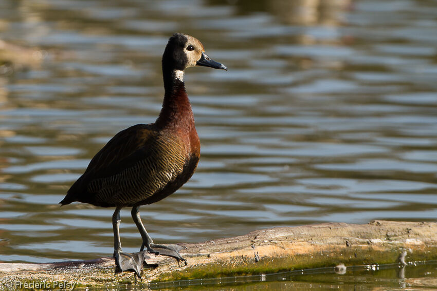 White-faced Whistling Duckadult