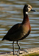 White-faced Whistling Duck