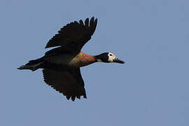 White-faced Whistling Duck