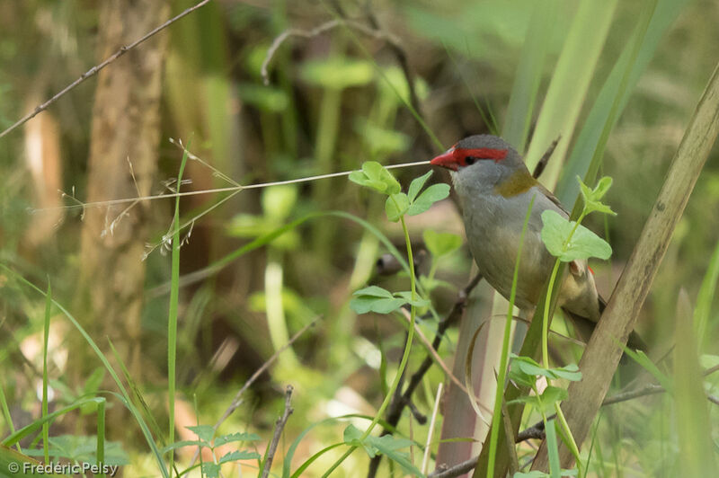 Red-browed Finch, Reproduction-nesting