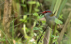 Red-browed Finch