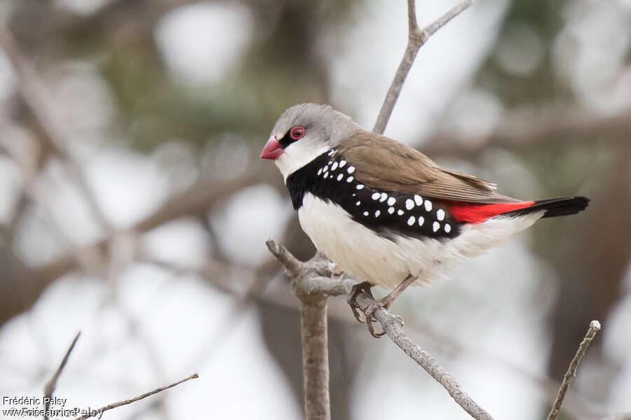 Diamond Firetailadult, identification