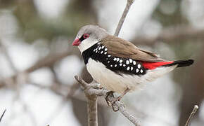 Diamond Firetail