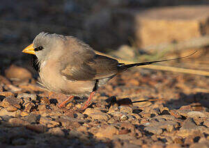 Diamant à longue queue