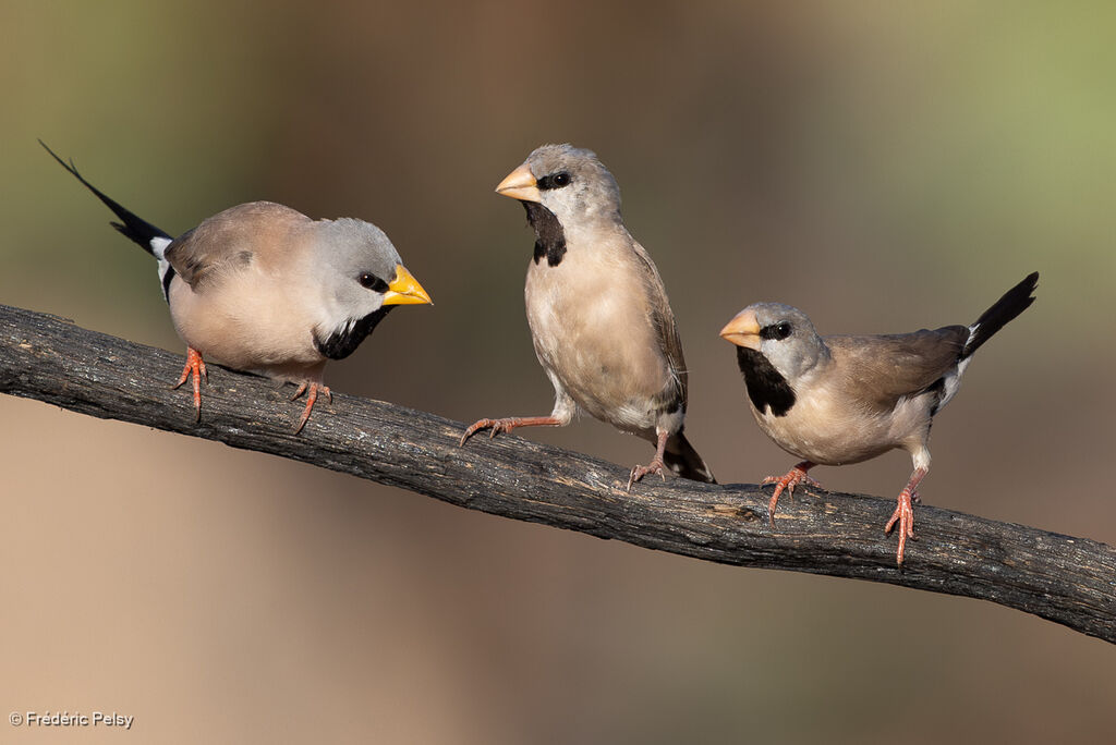 Long-tailed Finch