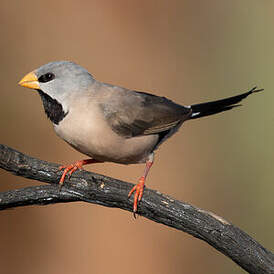 Diamant à longue queue
