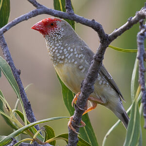 Diamant à queue rousse