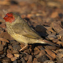 Diamant à queue rousse