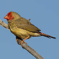 Diamant à queue rousse