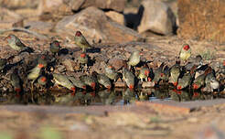 Diamant à queue rousse