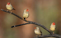 Diamant à queue rousse