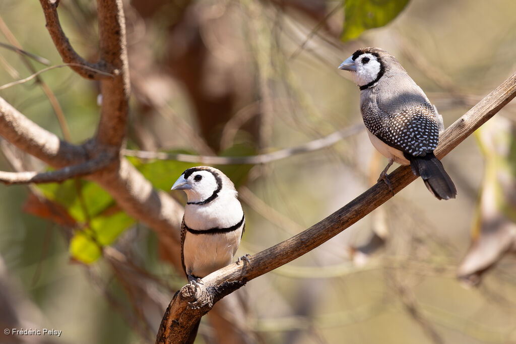 Diamant de Bichenov - Diamant de Bicheno<br />adulte