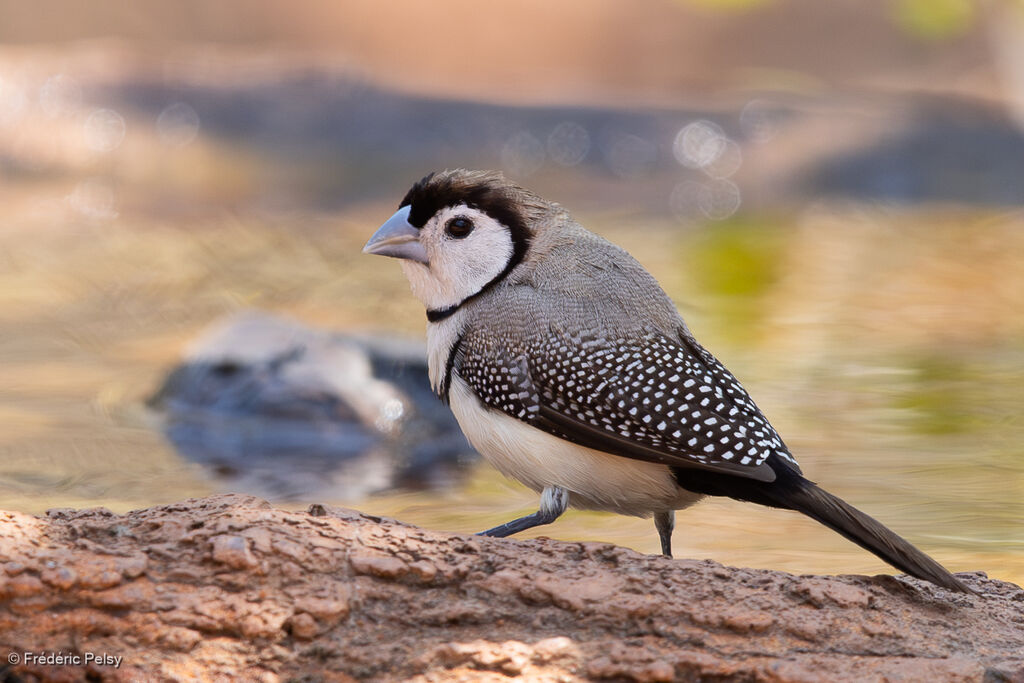 Diamant de Bichenov - Diamant de Bicheno<br />adulte