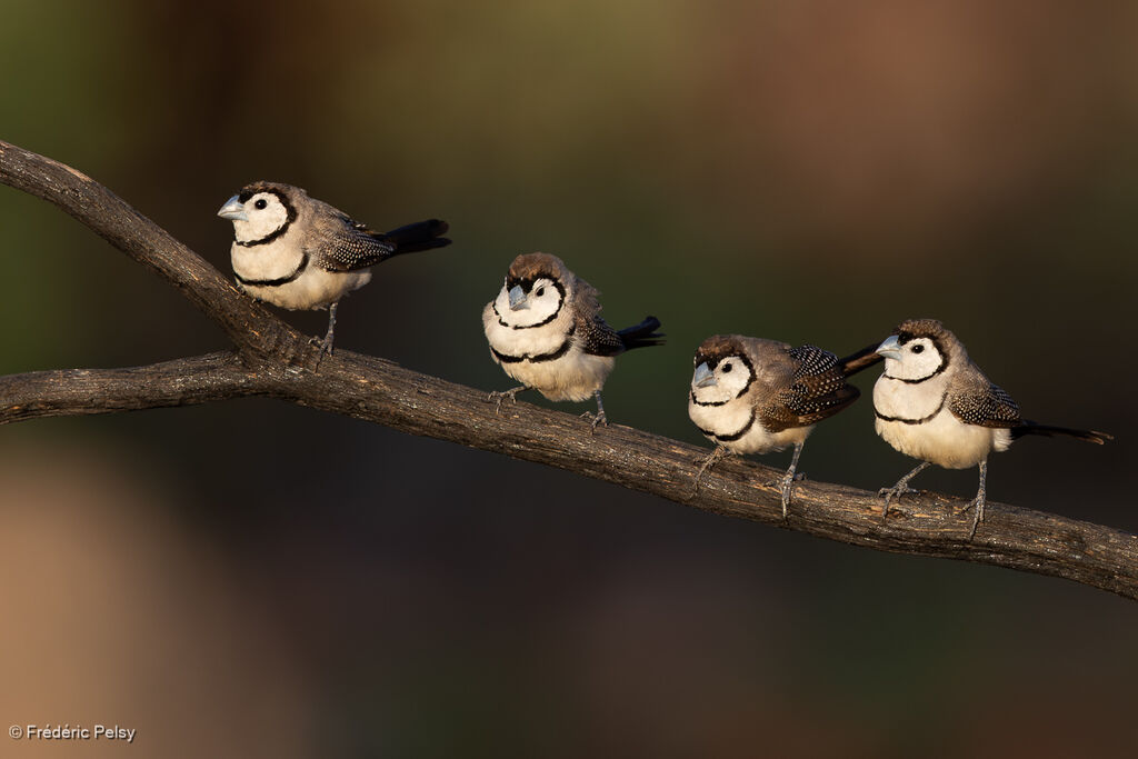 Diamant de Bichenov - Diamant de Bicheno<br />