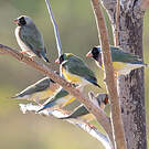 Diamant de Gould