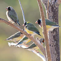Diamant de Gould