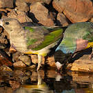 Diamant de Gould