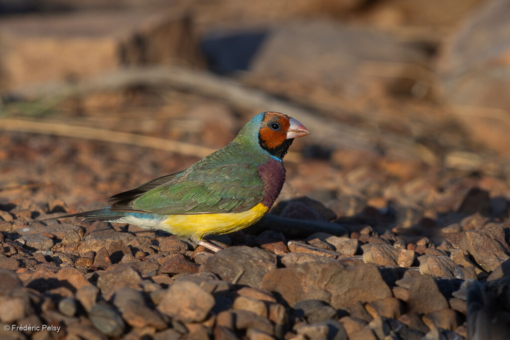 Diamant de Gould mâle adulte