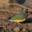 Diamant de Gould