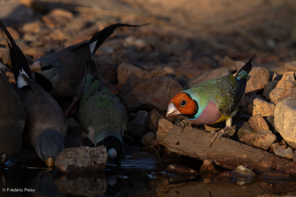Diamant de Gould mâle adulte