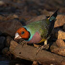 Diamant de Gould