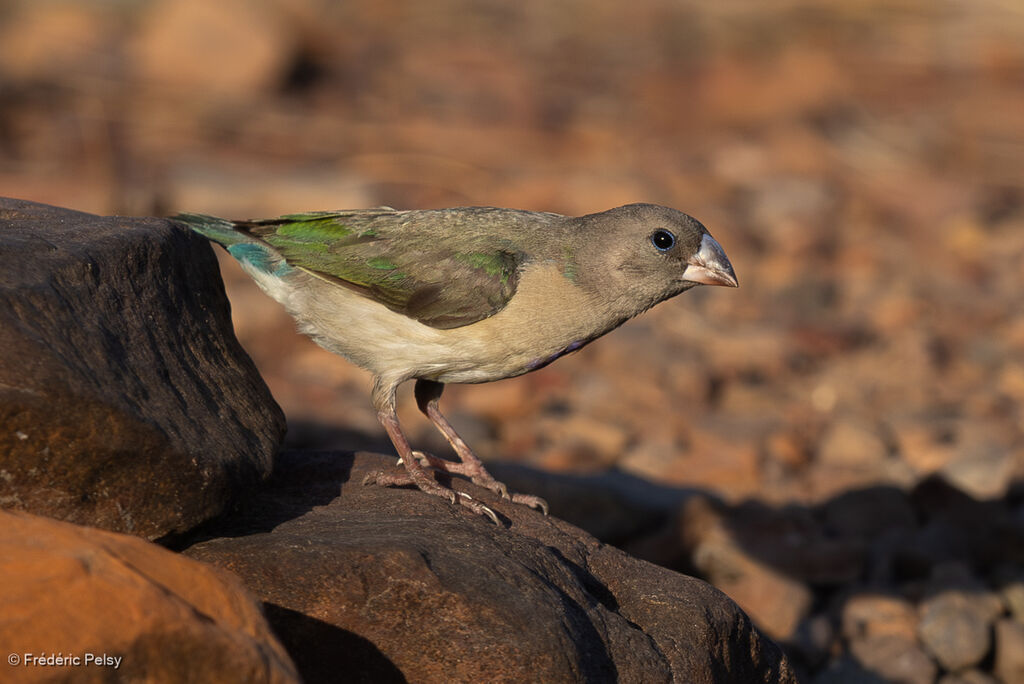 Gouldian Finchimmature