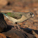 Diamant de Gould
