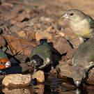 Diamant de Gould