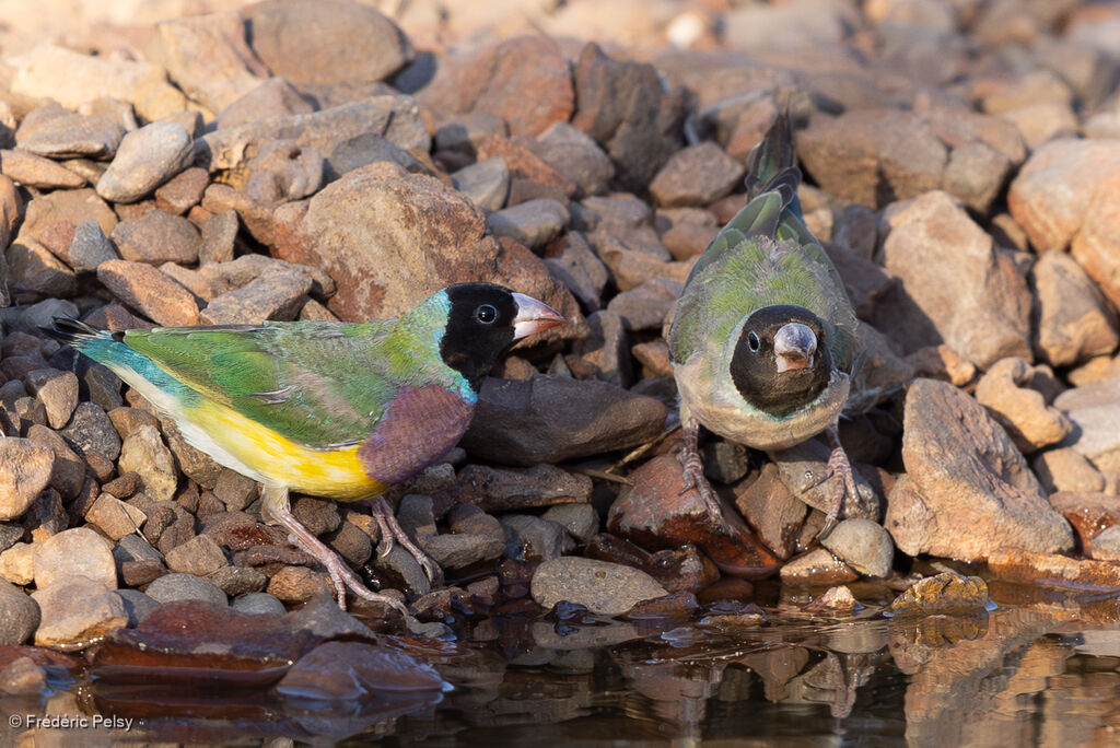 Diamant de Gouldadulte