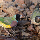 Diamant de Gould