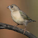 Diamant de Gould