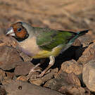 Diamant de Gould