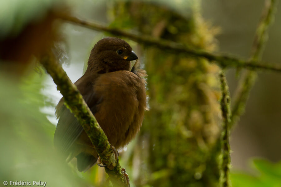 Mountain Firetailjuvenile