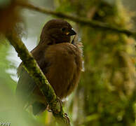 Mountain Firetail