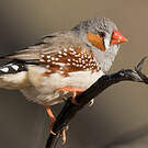 Diamant mandarin