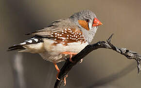 Sunda Zebra Finch