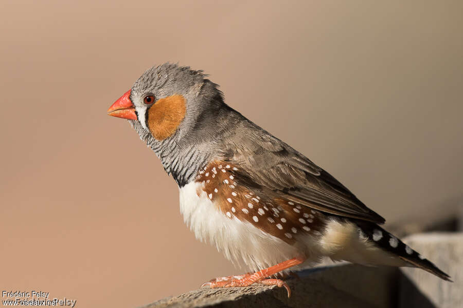 Sunda Zebra Finch male adult breeding, identification