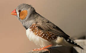 Zebra Finch