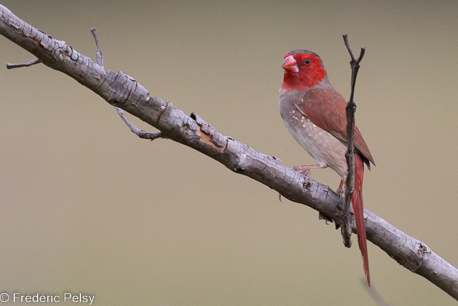 Crimson Finch