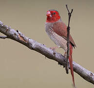 Crimson Finch