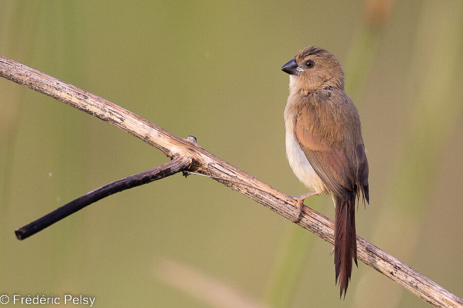 Crimson Finchjuvenile