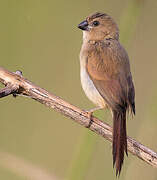 Crimson Finch