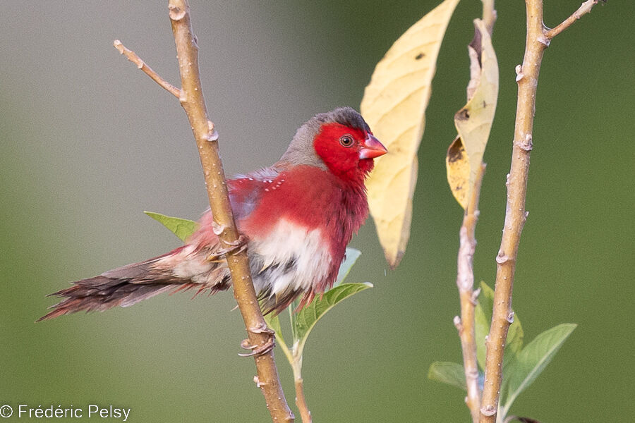 Crimson Finch