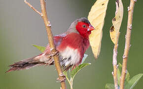 Crimson Finch