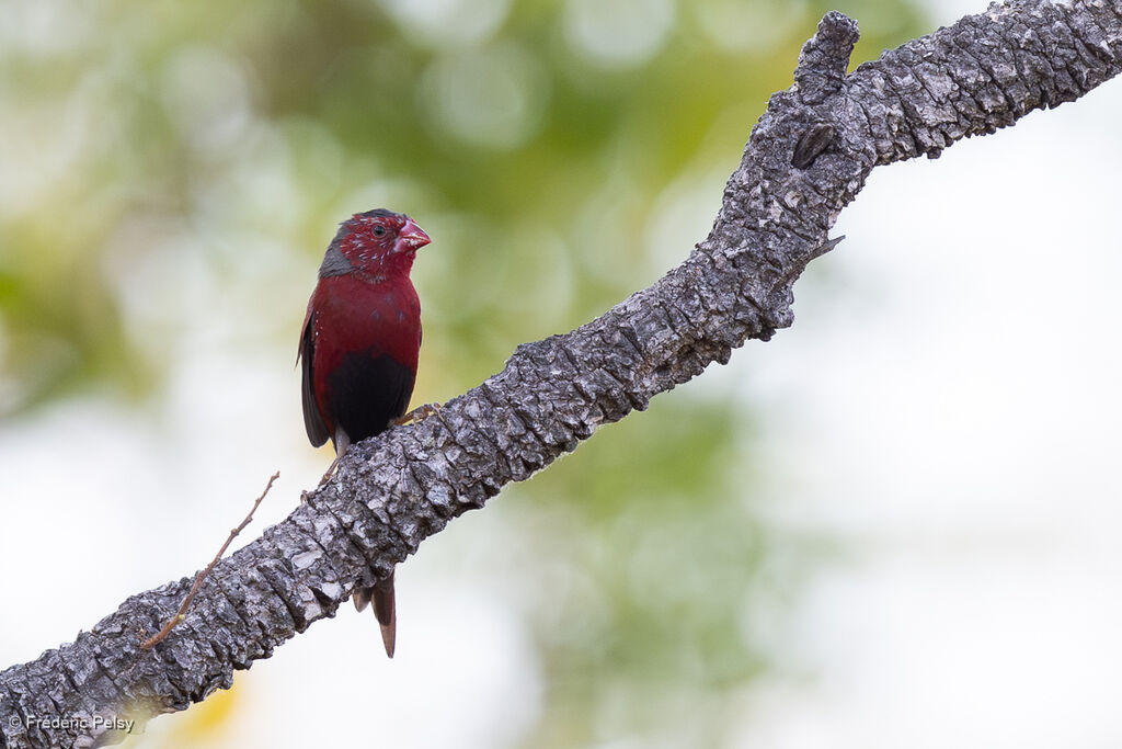 Diamant phaéton mâle adulte