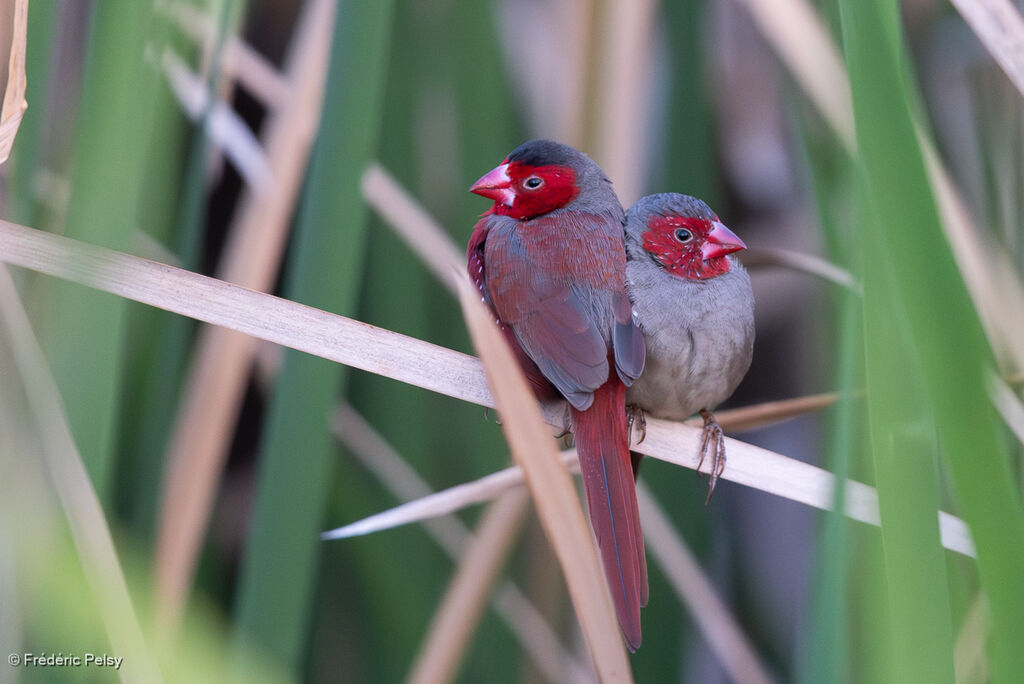 Diamant phaétonadulte